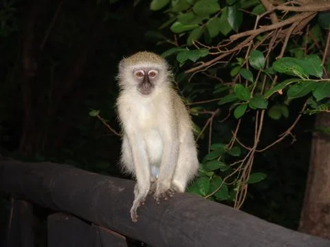 Velvet Monkey Foto stock
