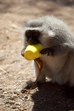 Velvet monkey Stock Photos