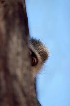 Velvet monkey Stock Photos