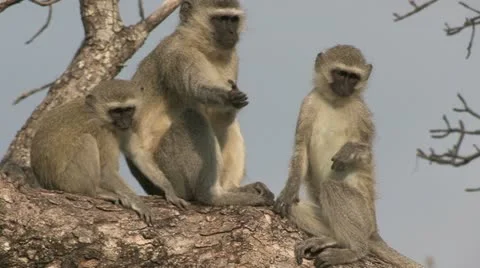 Velvet monkeys in tree Stock Footage 22778322