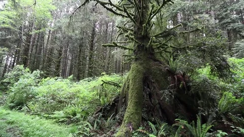 Velvet trees Stock Footage 78548146