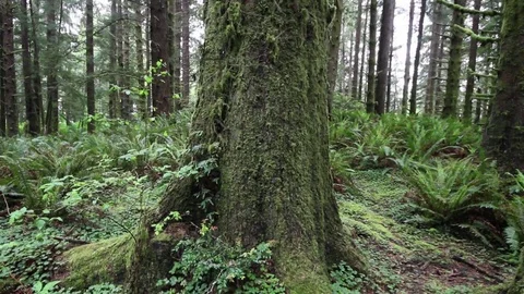 Velvet trees, looking up and down Stock Footage 78549734