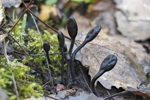 The Velvety Earthtongue (Trichoglossum hirsutum) is an inedible mushroom Stock Photos