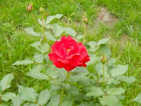 Velvety red fully exploded tea roses blooming in late spring, Foto stock