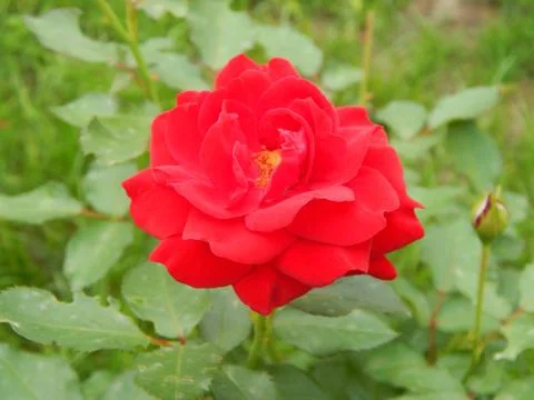 Velvety red fully exploded tea roses blooming in late spring, Foto stock