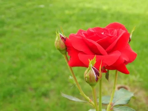 Velvety red fully exploded tea roses blooming in late spring, Foto stock