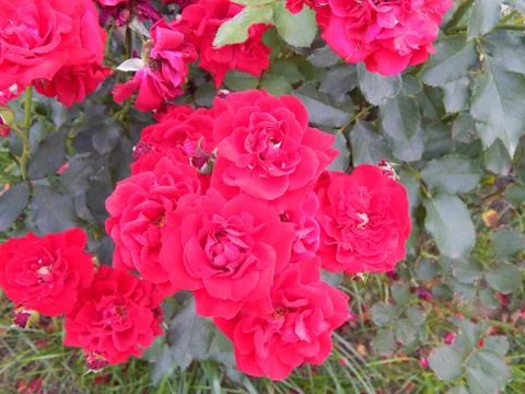 Velvety red fully exploded tea roses blooming in late spring, Stock Photos