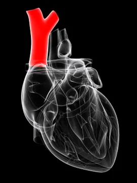 Vena cava; artwork Stock Illustration
