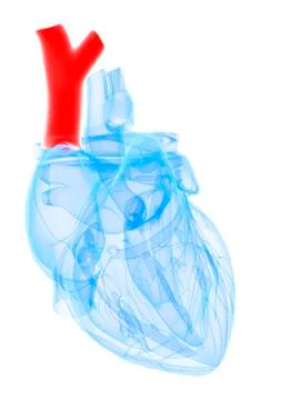 Vena cava; artwork Stock Illustration