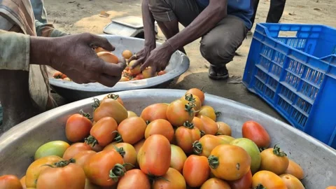 Vendor Hands Sorting Fresh Tomatoes By Quality In Market 動画素材 337356291
