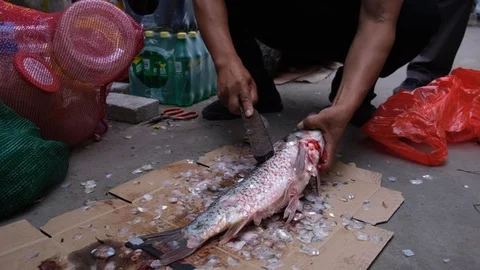 Vendor kills and cleans carp fish Stock Footage 117377616