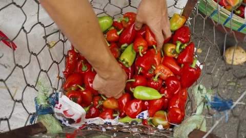 Vendor Selecting Fresh Mini Sweet Peppers from Basket for Sale Stock Footage 341312201