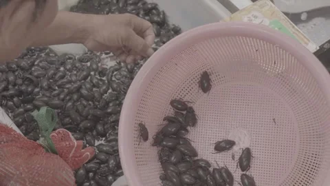 Vendor Sorts Fresh Shellfish in a Basket at Chinese Market Stock Footage 340137760