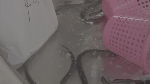 Vendor Sorts Live Fish with Baskets at a Chinese Wet Market Stock Footage 340137683