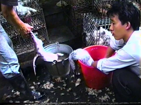 Vendors prepare cat meat in open market in Guangzhou 1990 Video stock 71836404