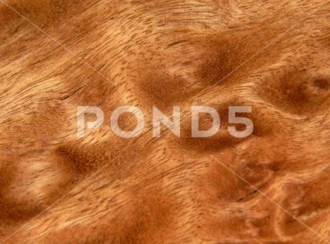Veneer eucalyptus sapel natural wood. Material for interior and furniture Stock Photos