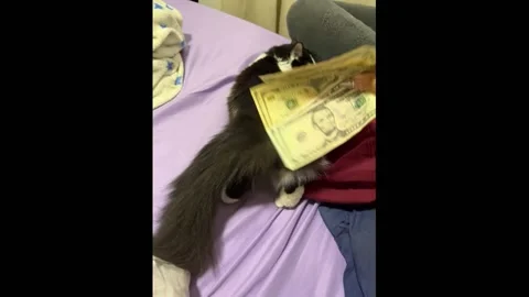 Venezuela: Dancing cat playfully spanked with money in Puerto Cabello, Ve... Stock Footage 295976413