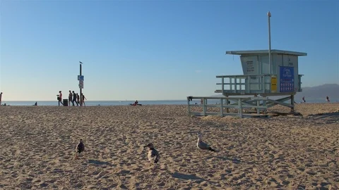 Venice Beach Birds Stock Footage 99522468