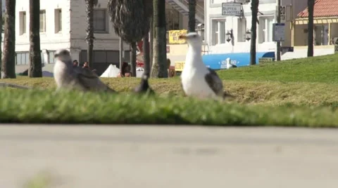 Venice Beach Birds Seagulls ( HD ) Stock Footage