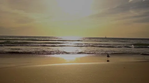 Venice beach Stock Footage 234067632