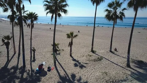Venice Beach Palm Trees Stock Footage 97957503