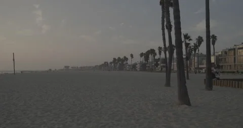 Venice Beach Palm Trees Stock Footage 168952847