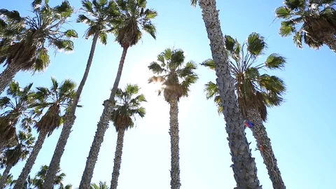 Venice Beach Palm Trees with Sun Stock Footage 86299111