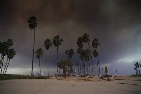 Venice Beach Palm Trees Under Smoky Skies Stock Footage 297336000