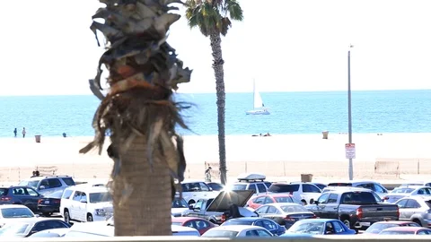 Venice beach Panning through palm trees Stock Footage 86299917