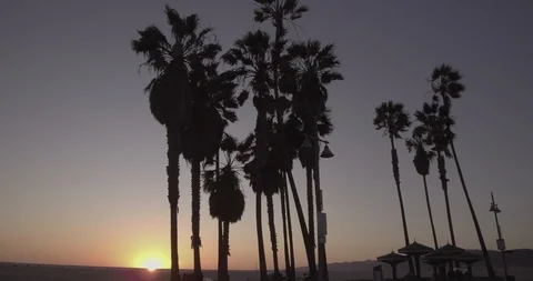 Venice Beach - Tracking Palm Trees During Sunset Stock Footage 86245908