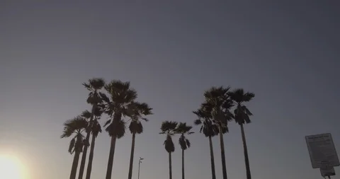 Venice Beach - Tracking Towards Palm Trees Looking Up Stock Footage 86243464