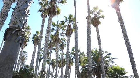 Venice Beach Trees panning into the Sun Stock Footage 86298580