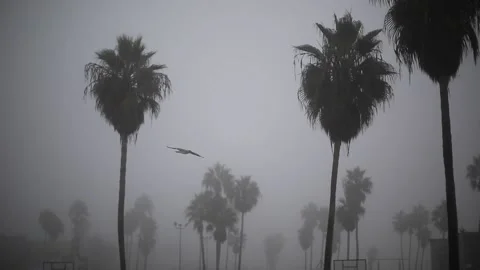 Venice Flock of Birds Stock-Footage 143579293