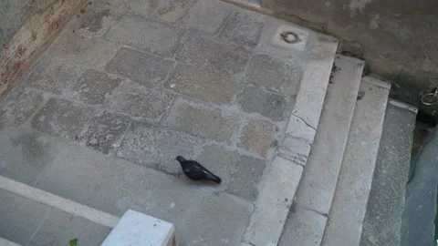 Venice, Italy Stock Footage 236581388