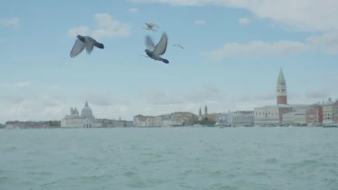 Venice landscape seagulls 3 Stock Footage
