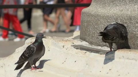 Venice pigeons - slow motion Stock Footage 40098291