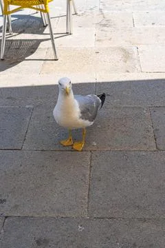 Venice seagull Stock Photos
