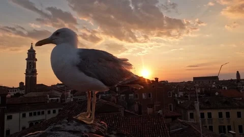 Venice - Seagull on Rooftop During Sunset Timelapse Stock Footage 341387919