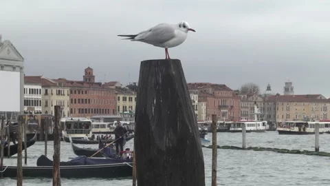 Venice at winter Video stock 93782155