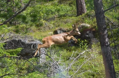 Venison Stock Photos
