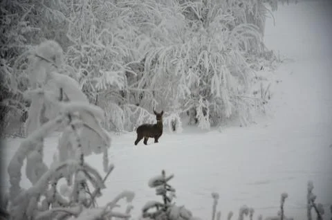 Venison in the snow Stock Photos