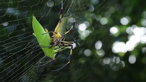 Venom is acting, spider keeps biting Vídeos de archivo 79768246
