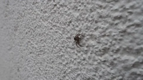 Venom tiny spider that hides itself on the ground, the spider that camouflage 스톡 동영상 179016060