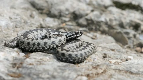 Venomous adder viper snake (Vipera berus) attack and bite Stock Footage 118187021