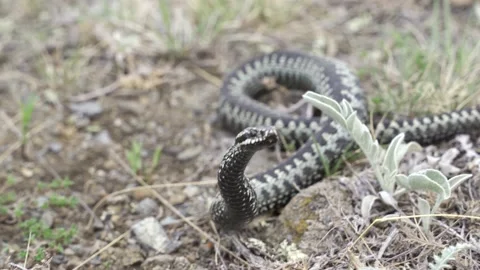 Venomous adder viper snake (Vipera berus) attack and bite Stock Footage 130510054