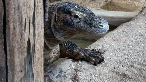 Venomous Beaded lizard. Heloderma horridum Stock-Footage 196383573