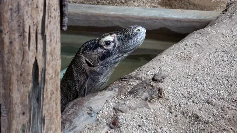 Venomous Beaded lizard. Heloderma horridum Stock-Footage 197065719