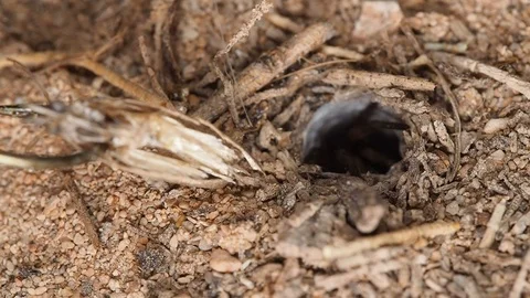 Venomous burrowing funnel web spider attacks moth. Macro locked off Stock Footage 118664644