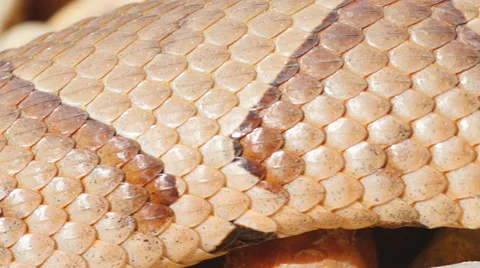 Venomous Copperhead Closeup Stock Footage 30955651