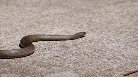 Venomous eastern brown snake slithers a concrete footpath in Australia. Stock Footage 300731458